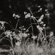 Film photography Bernard Darot Grasses Flowers XXth