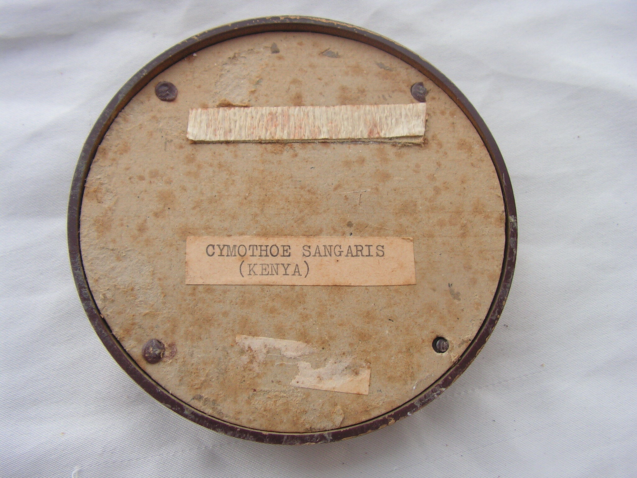 Small round frame butterfly cymothoe sangaris Kenya