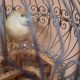 Cage à oiseaux