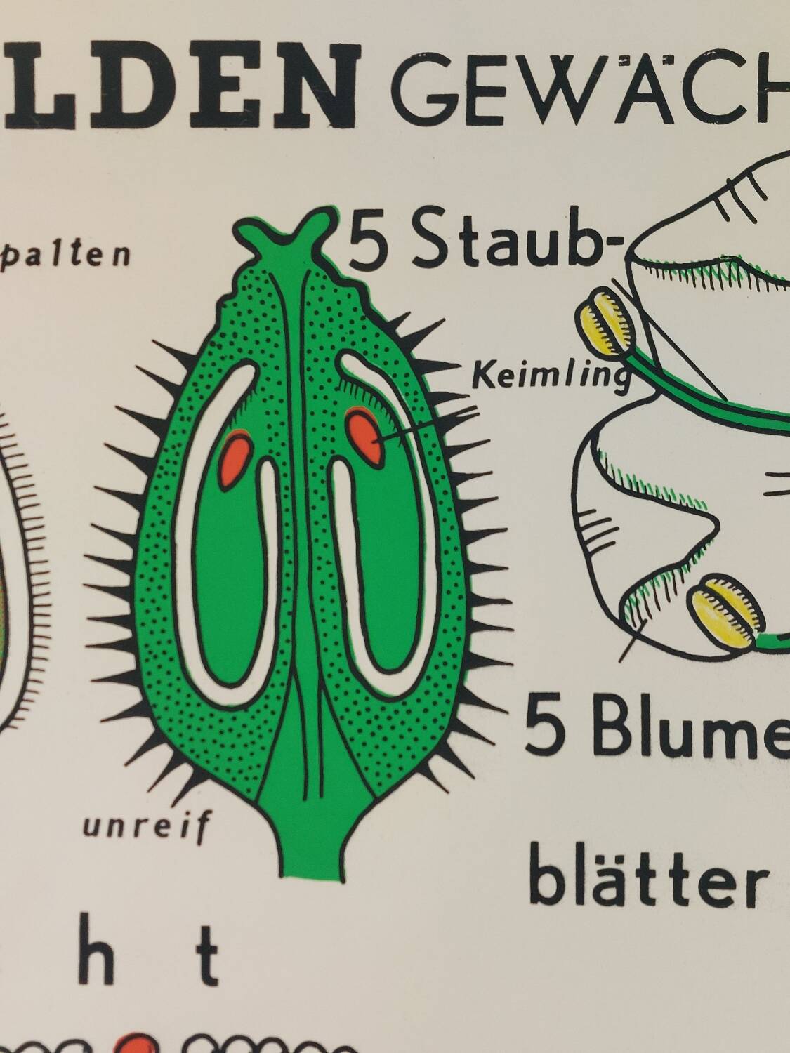 Vintage educational wall hanging roll chart biology plants