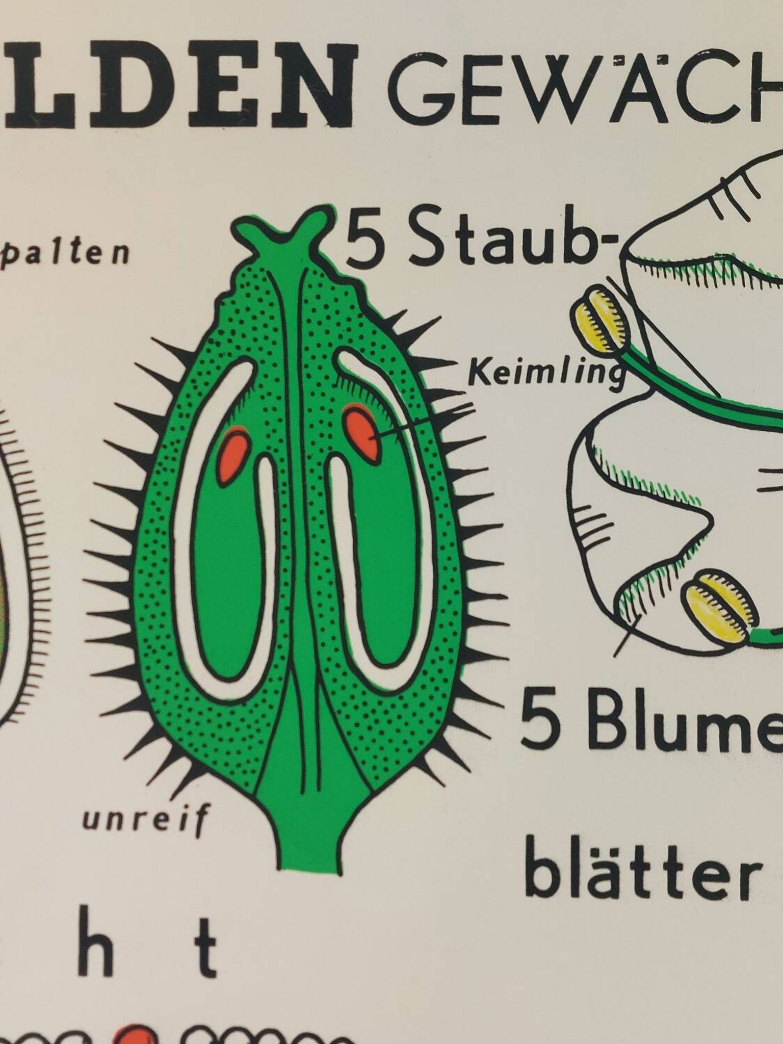 Affiche murale éducative vintage sur la biologie des plantes