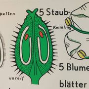 Affiche murale éducative vintage sur la biologie des plantes
