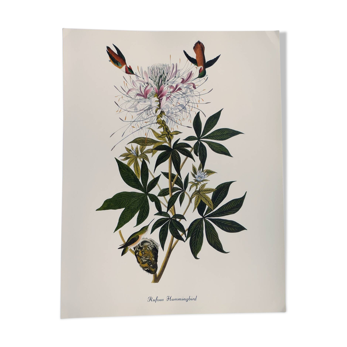 Bird board by JJ Audubon - Rufous Hummingbird - from 1978. Zoological and ornithological illustration