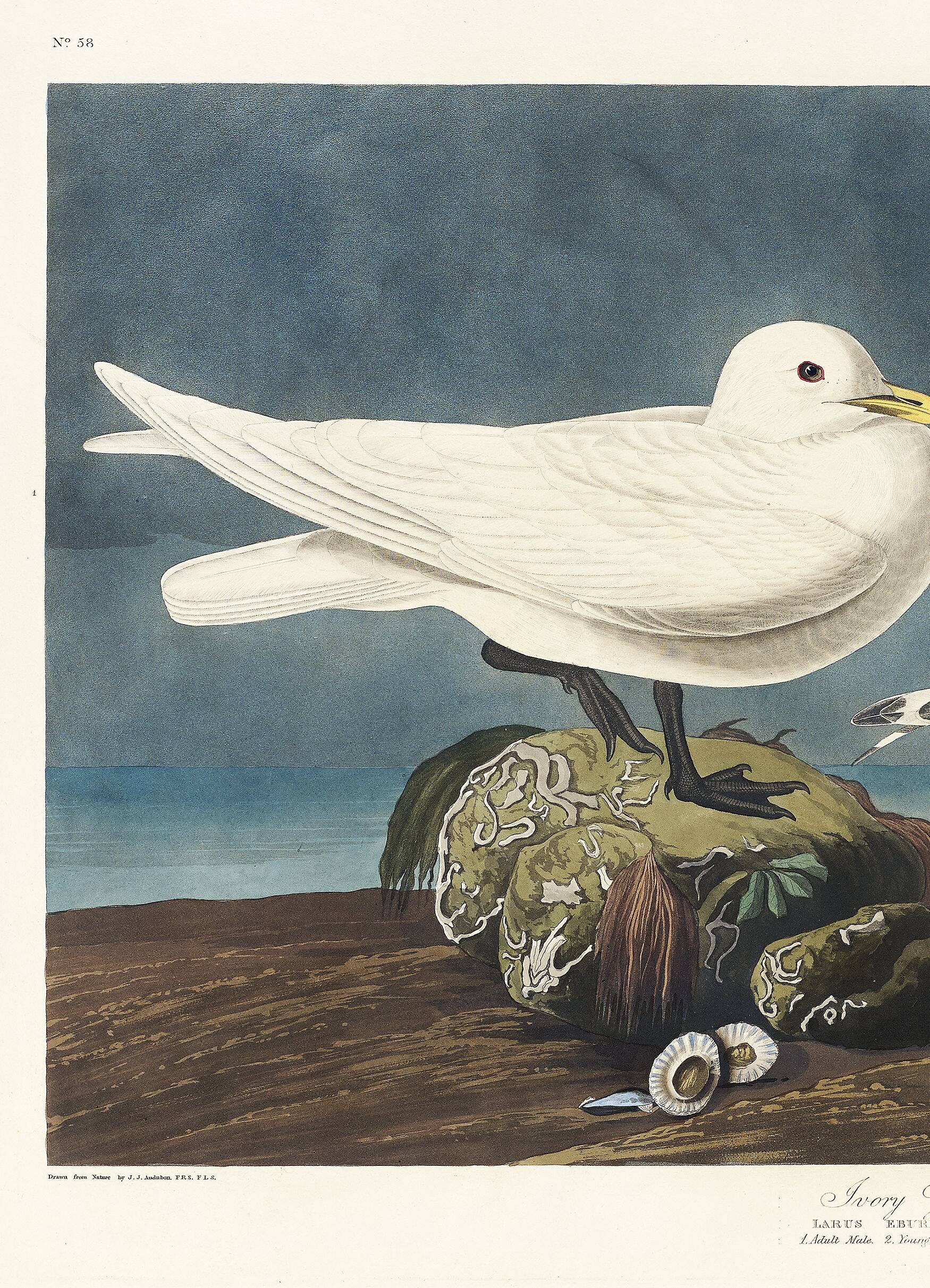 Poster about the Ivory Seagull, after an old engraving from 1827.