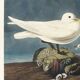 Poster about the Ivory Seagull, after an old engraving from 1827.