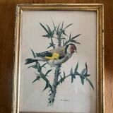 Set of four ornithological engravings signed À. Marlin, 1950.