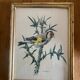 Set of four ornithological engravings signed À. Marlin, 1950.