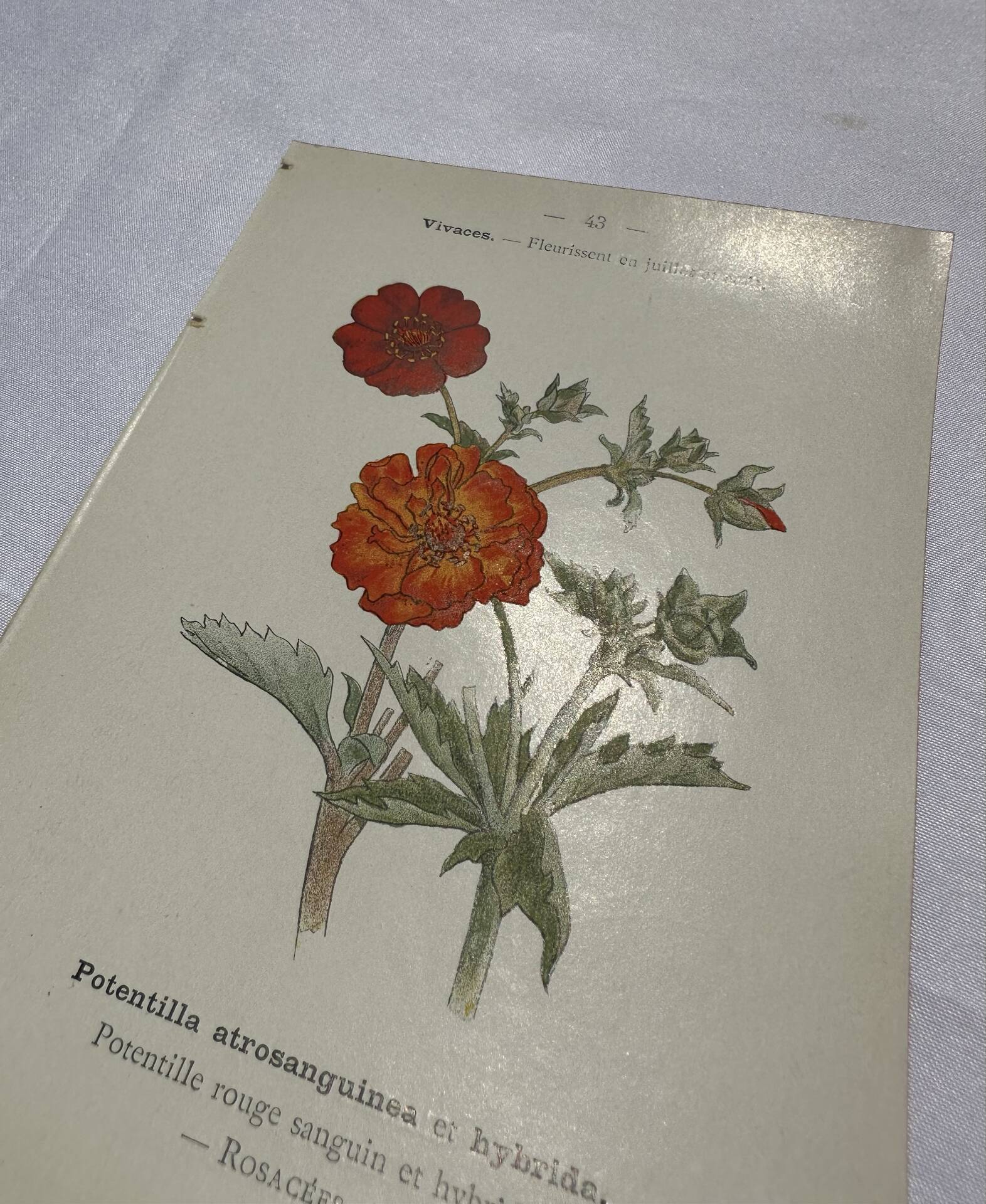 Old double-sided botanical engraving naturalist plate 1800