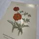 Old double-sided botanical engraving naturalist plate 1800