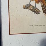 Wooden bird frame