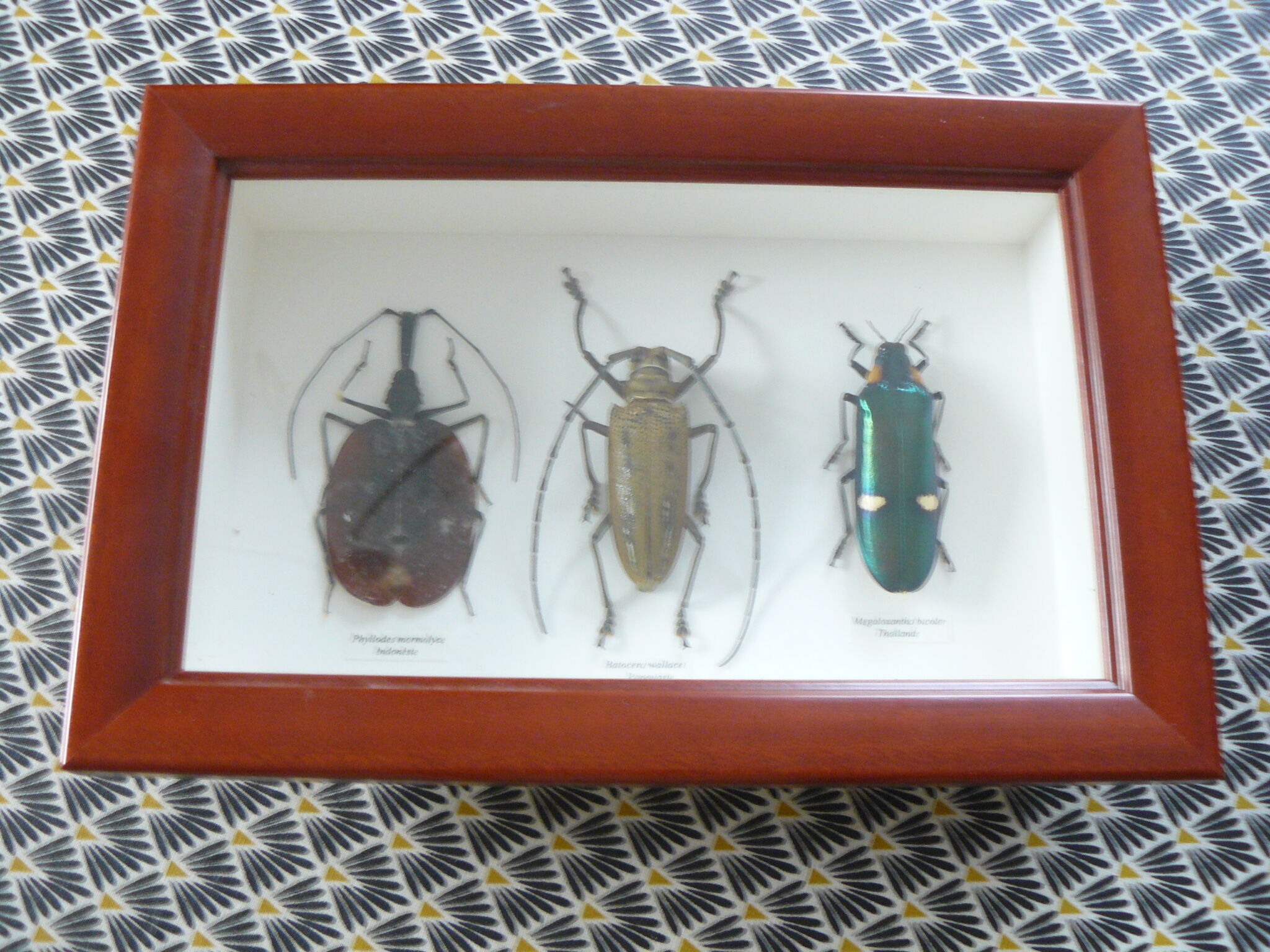 Boîte entomologie 3 insectes naturalisés