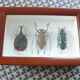 Boîte entomologie 3 insectes naturalisés