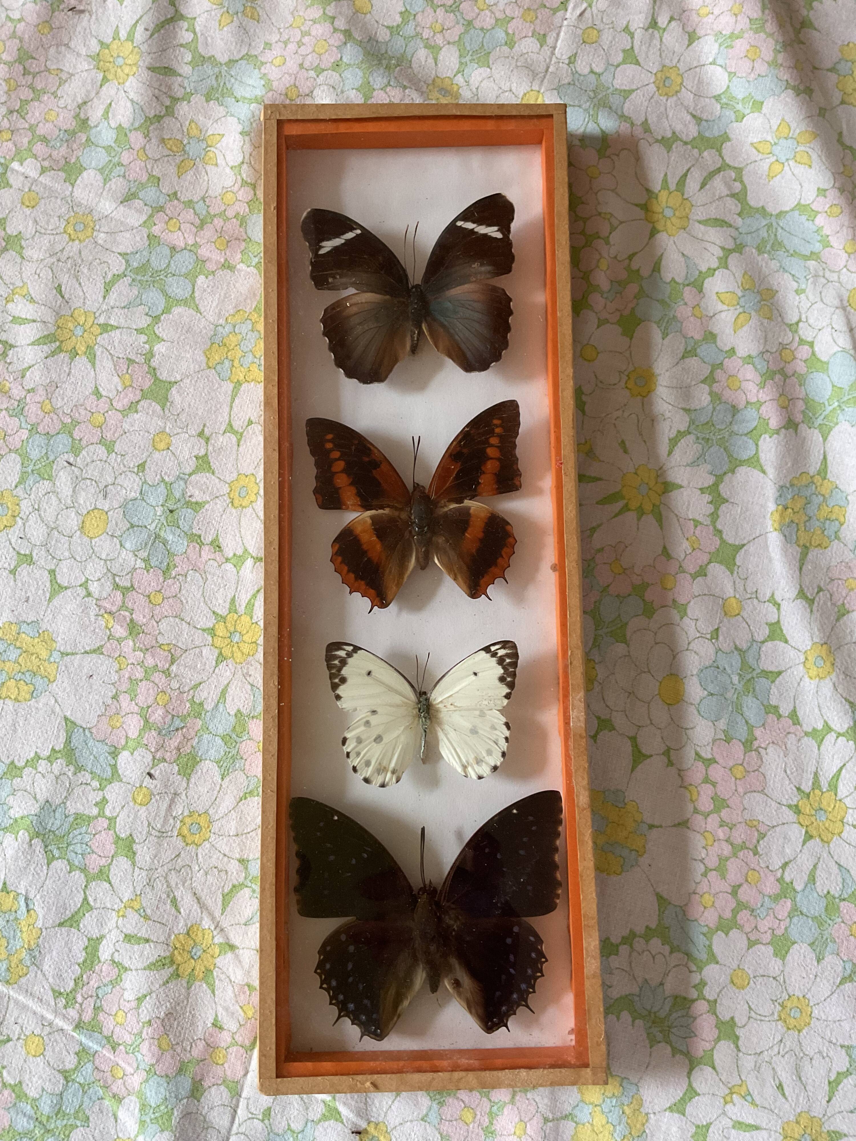 Frames naturalized butterflies taxidermies