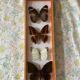 Frames naturalized butterflies taxidermies
