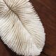 Ancient white coral Fungia fungites or coral fungus.