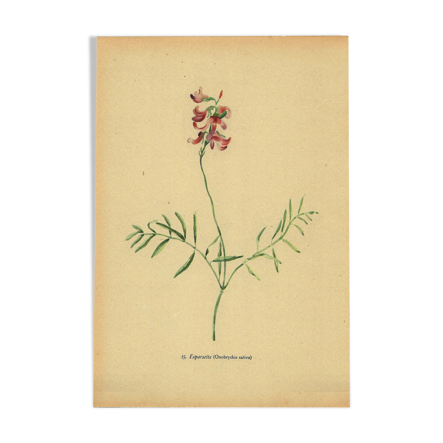 Illustration ancienne de 1948 de fleurs des prés par H.Strache - Esparcette