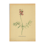 Illustration ancienne de 1948 de fleurs des prés par H.Strache - Esparcette