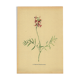 Illustration ancienne de 1948 de fleurs des prés par H.Strache - Esparcette