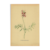 Illustration ancienne de 1948 de fleurs des prés par H.Strache - Esparcette