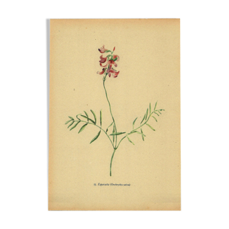 Antique illustration from 1948 of meadow flowers by H.Strache - Esparcette