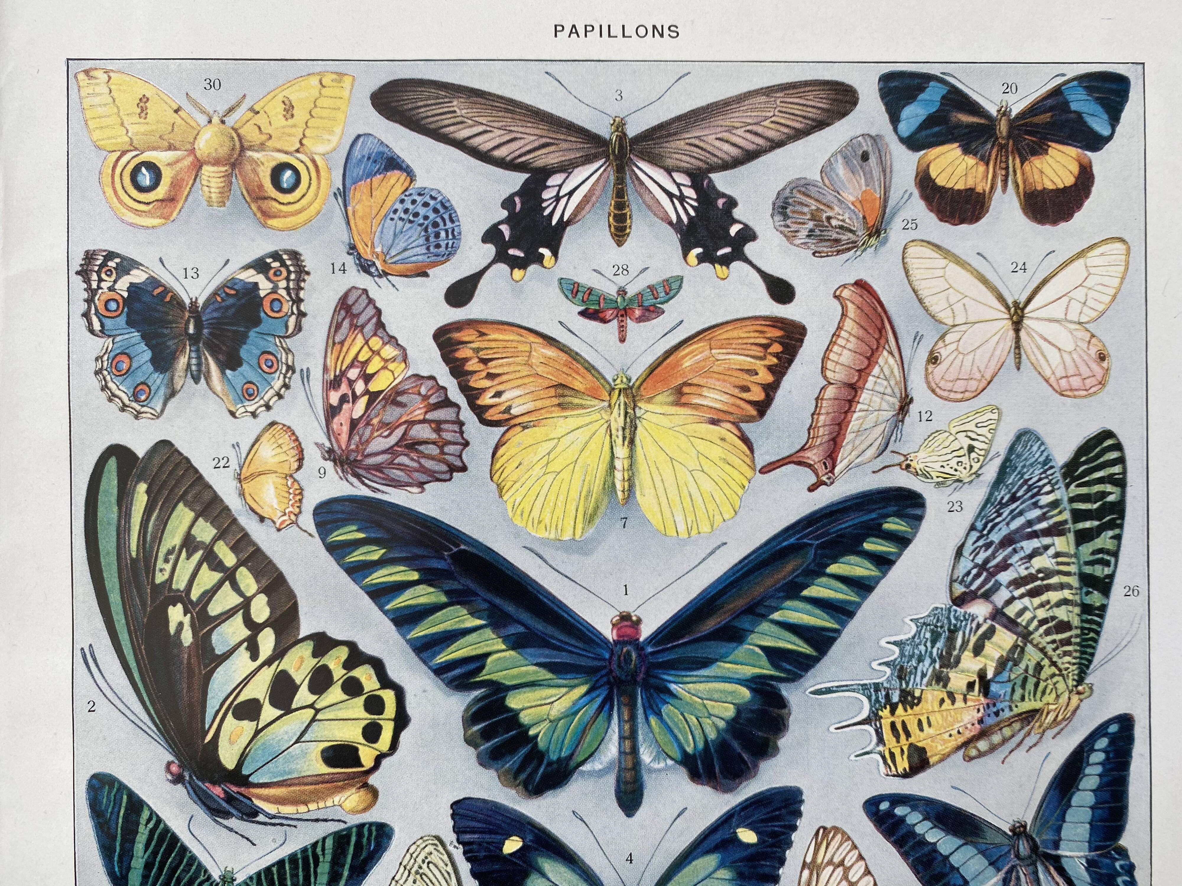 Illustration millot "papillons"