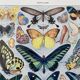 Illustration millot "papillons"