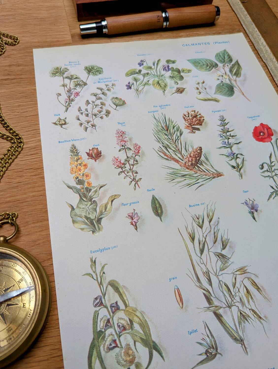 Printed in 1954, calming plants.