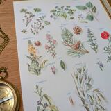 Printed in 1954, calming plants.