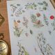 Printed in 1954, calming plants.