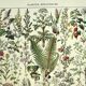 Old engraving 1928 - Medicinal plants by A. Millot. Botany