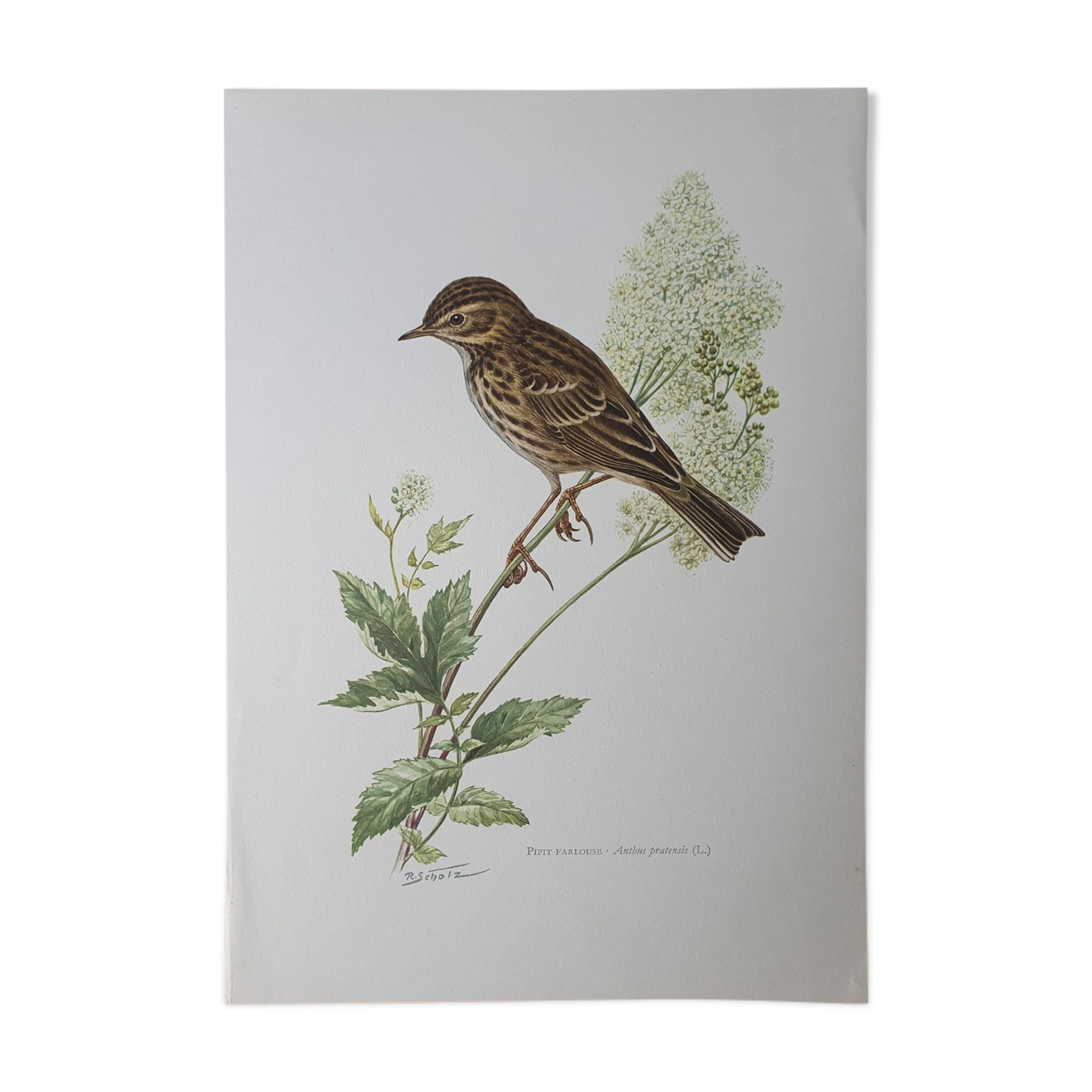 Wacky pipit bird board