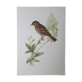 Wacky pipit bird board