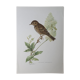 Wacky pipit bird board