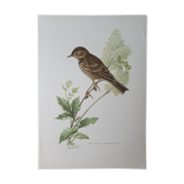 Wacky pipit bird board