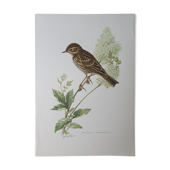 Wacky pipit bird board