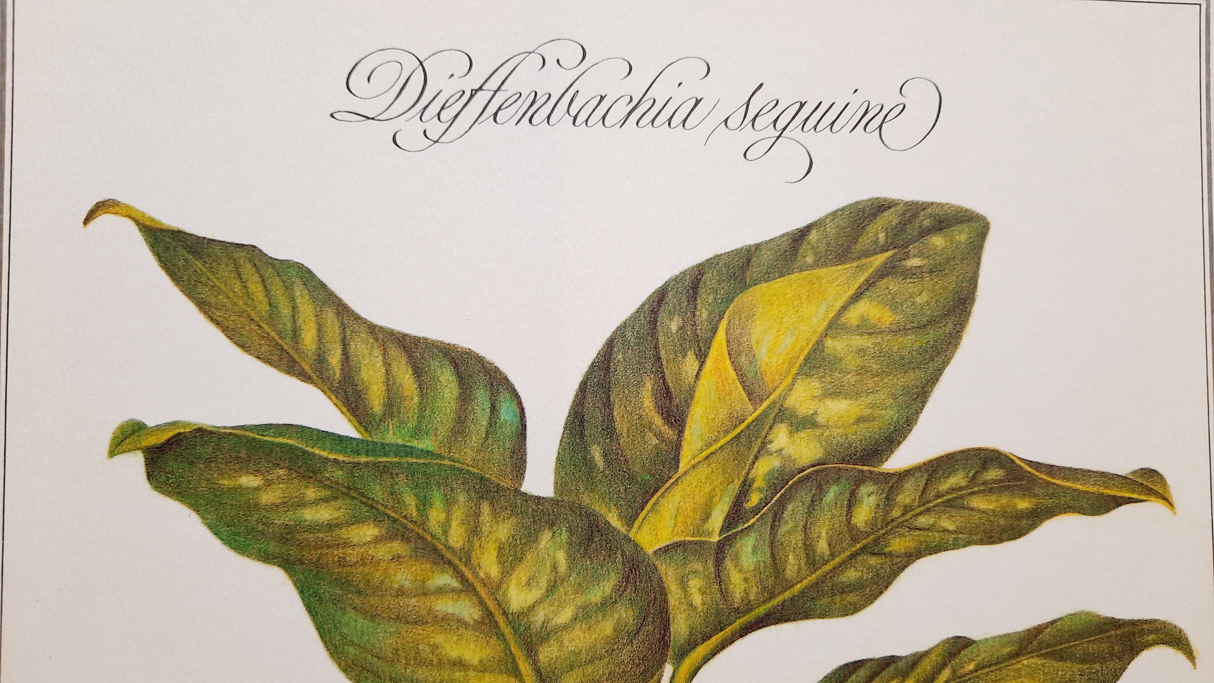 Botanical plate Diffenbachia