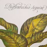 Botanical plate Diffenbachia