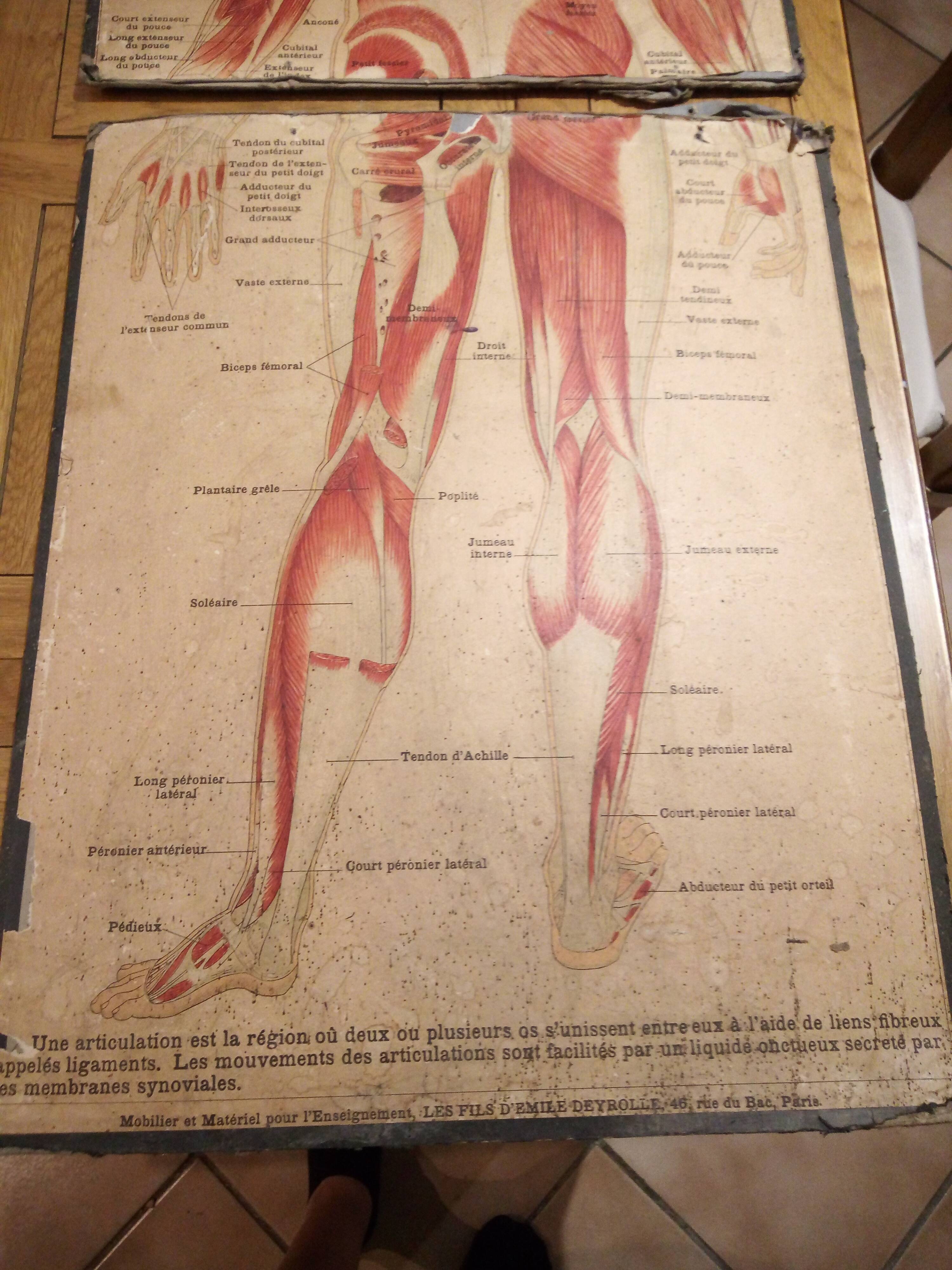 Series of anatomical boards