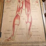 Series of anatomical boards