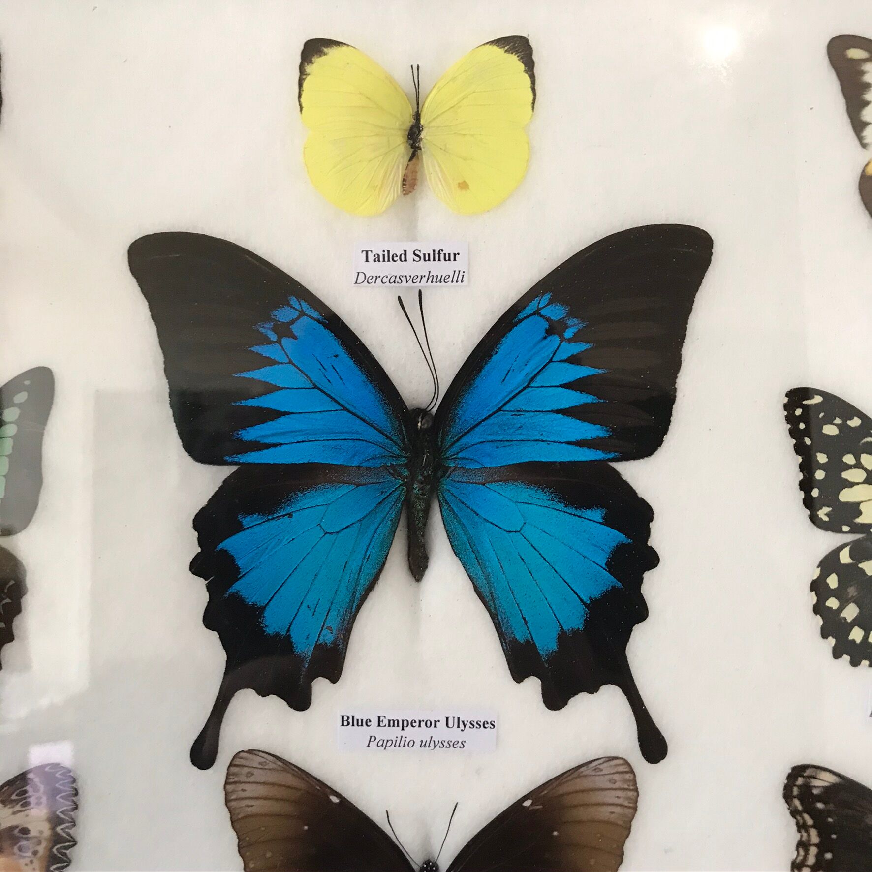 Frame Butterflies assortment of 9 around blue emperor 33 x 25