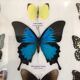 Frame Butterflies assortment of 9 around blue emperor 33 x 25