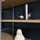 Pair of bookends in Art Deco style