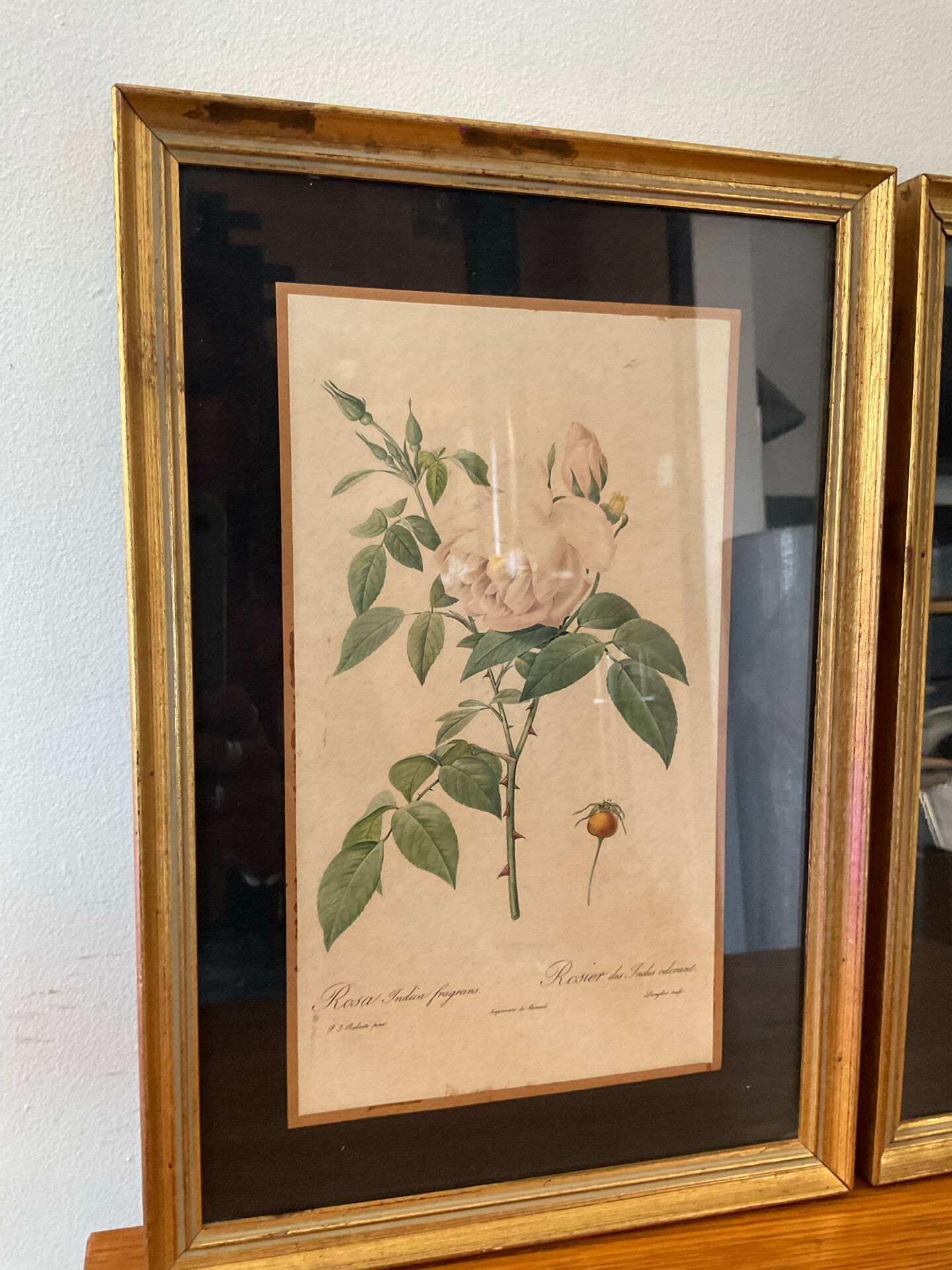 Pair of vintage botanical frames in gilded wood