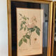 Pair of vintage botanical frames in gilded wood