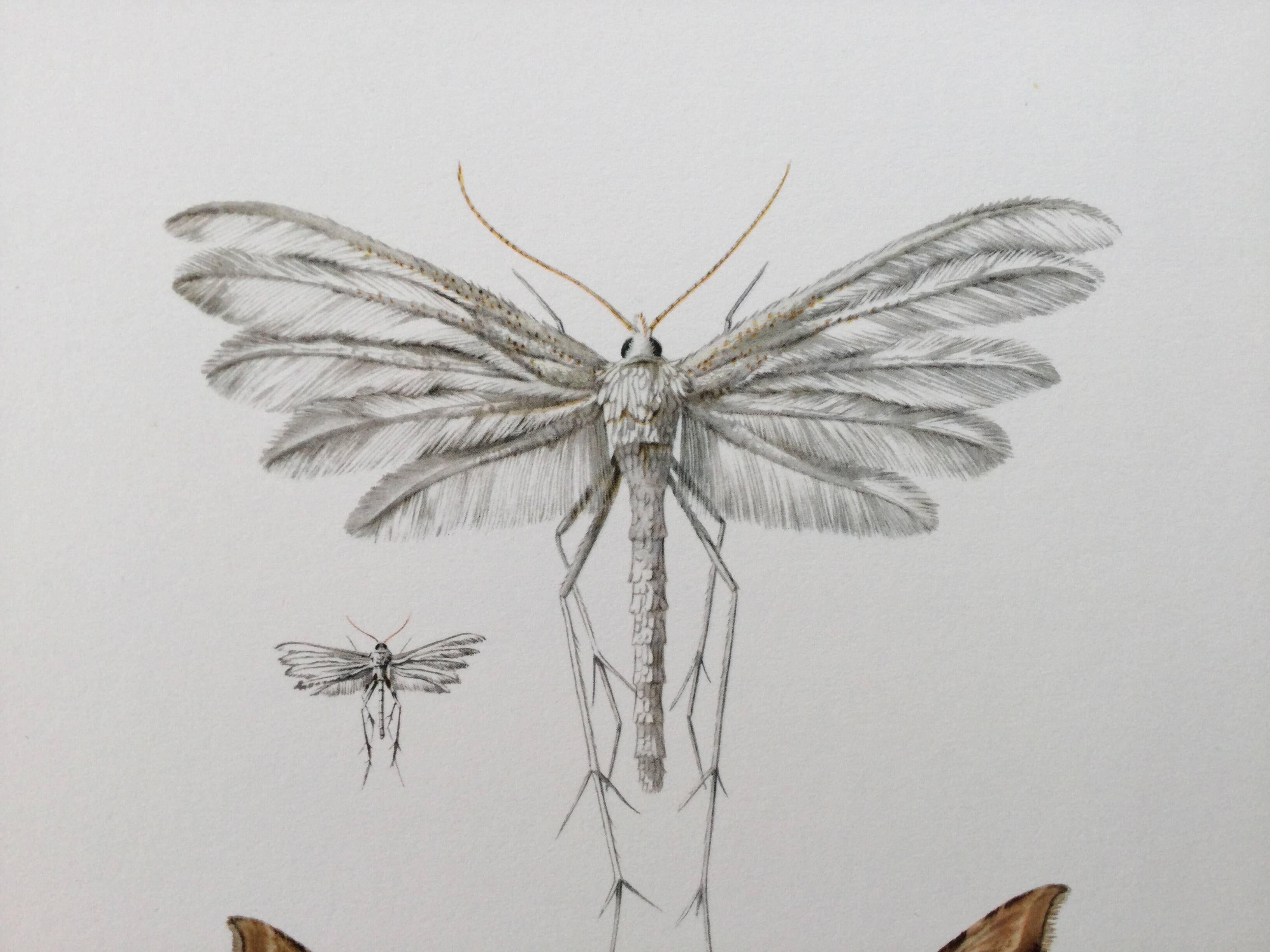 Impression vintage Insectes, illustration ancienne années 60
