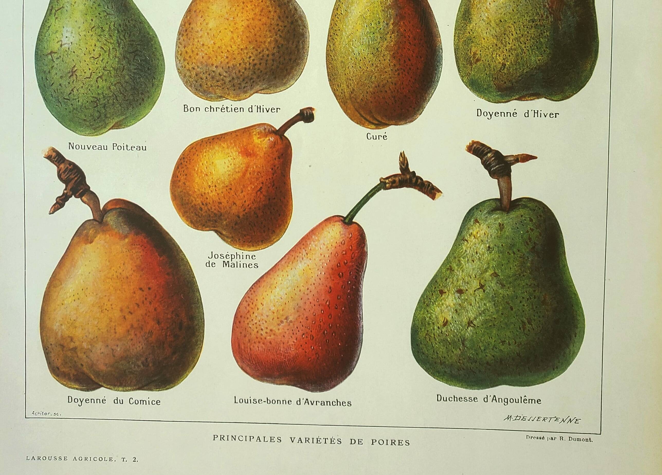 Old engraving 1922, Pear, varieties, fruit, pear tree, pomology • Lithograph, original illustration