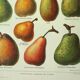 Old engraving 1922, Pear, varieties, fruit, pear tree, pomology • Lithograph, original illustration