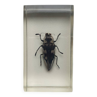 Resin inclusion insect - BUPRESTE TO IDENTIFY Curiosity - No. 25