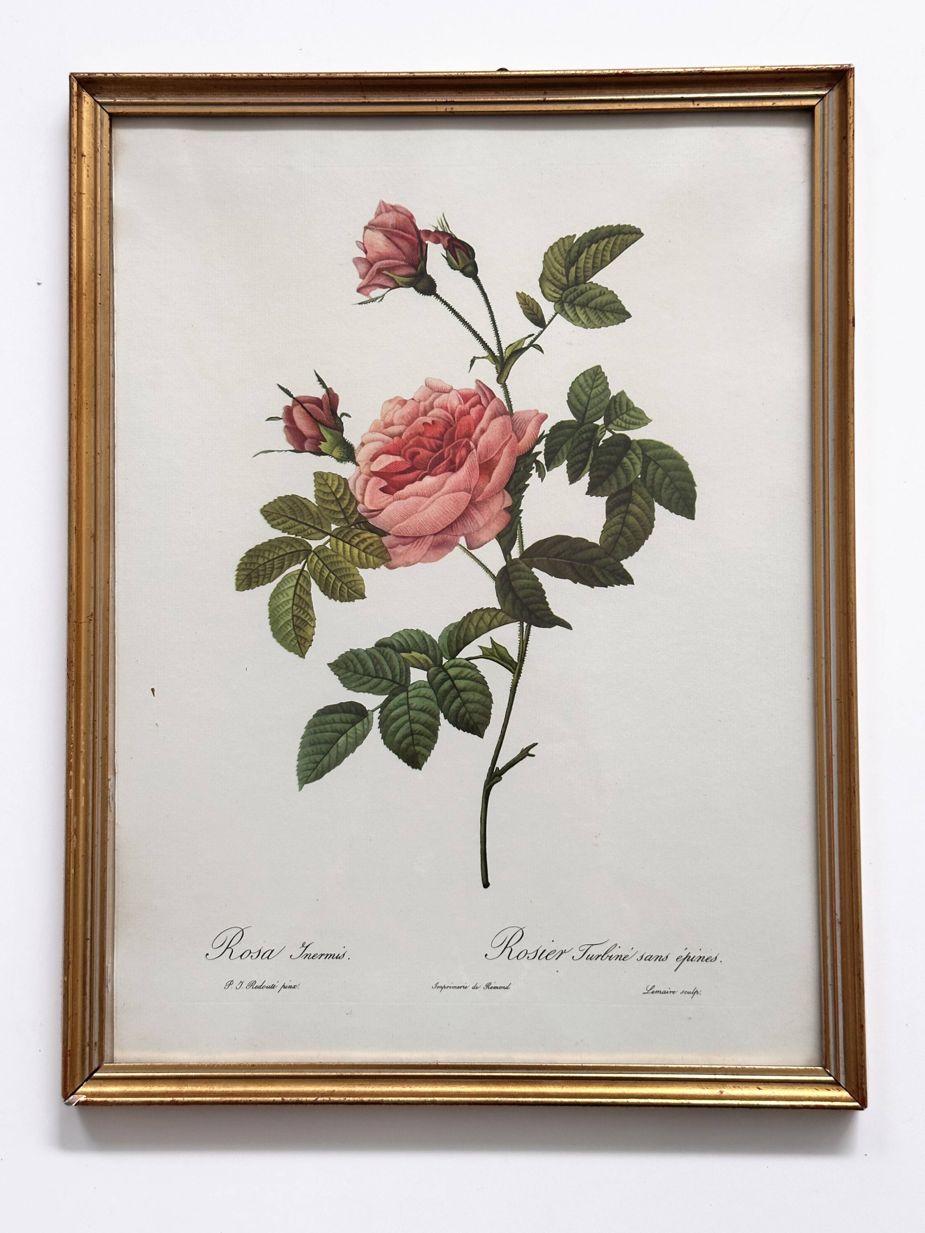 Vintage flower botanical frame