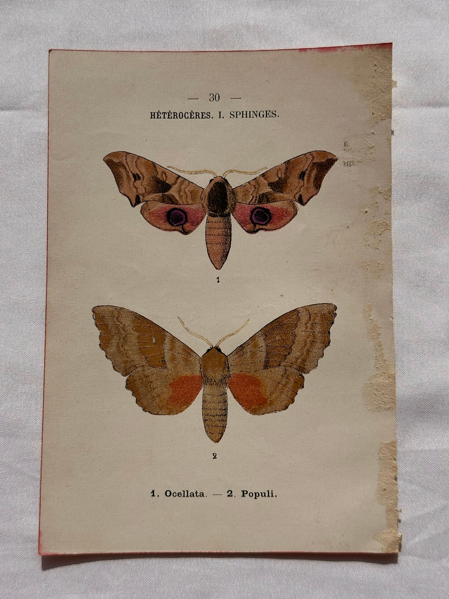 Gravure naturaliste  Papillon 19eme affiche botanique originale 1800